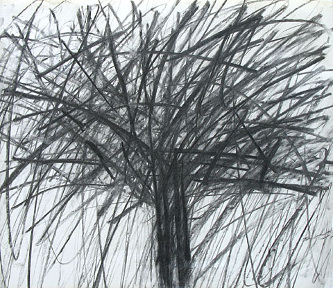 Tree I, 2006, charcoal on paper, 47&amp;#215;56 cm